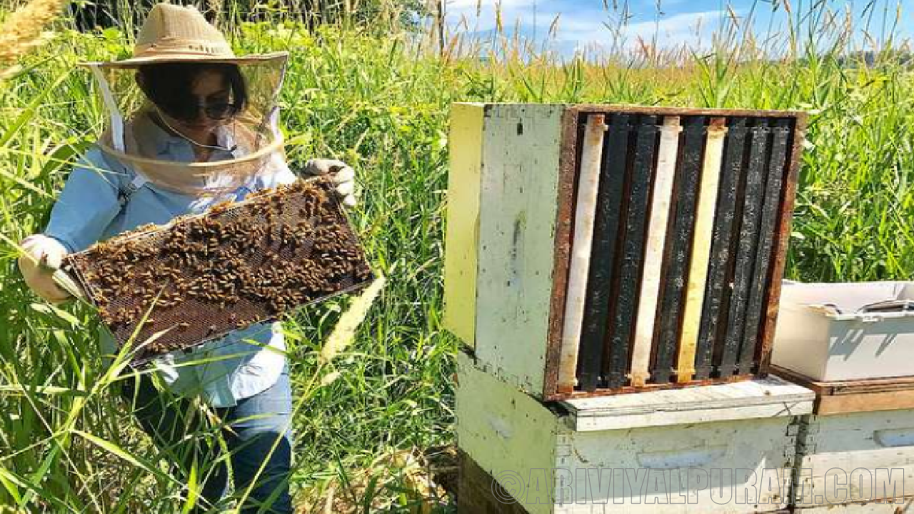 Advantages of bees to farmers