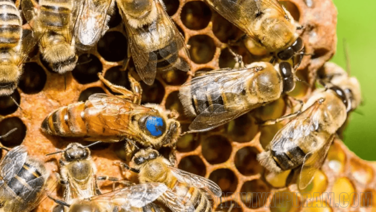 Advantages of bees to farmers