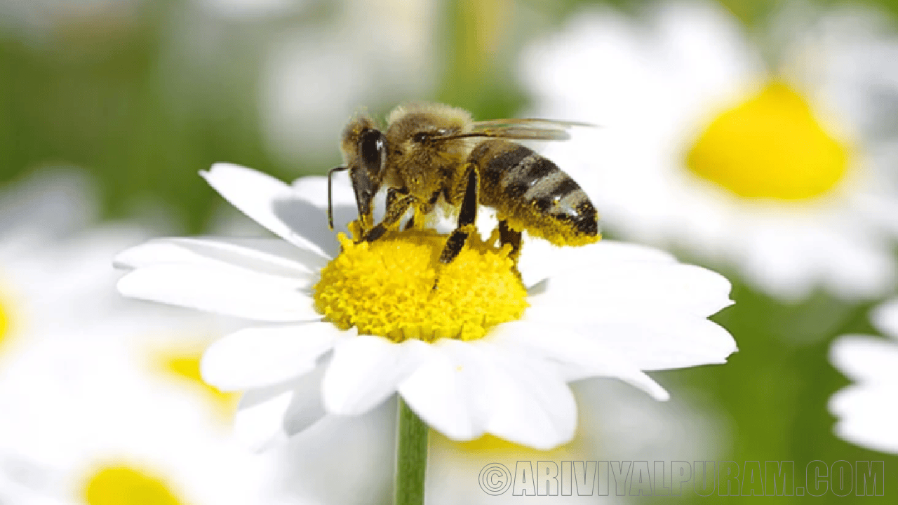 Advantages of bees to farmers