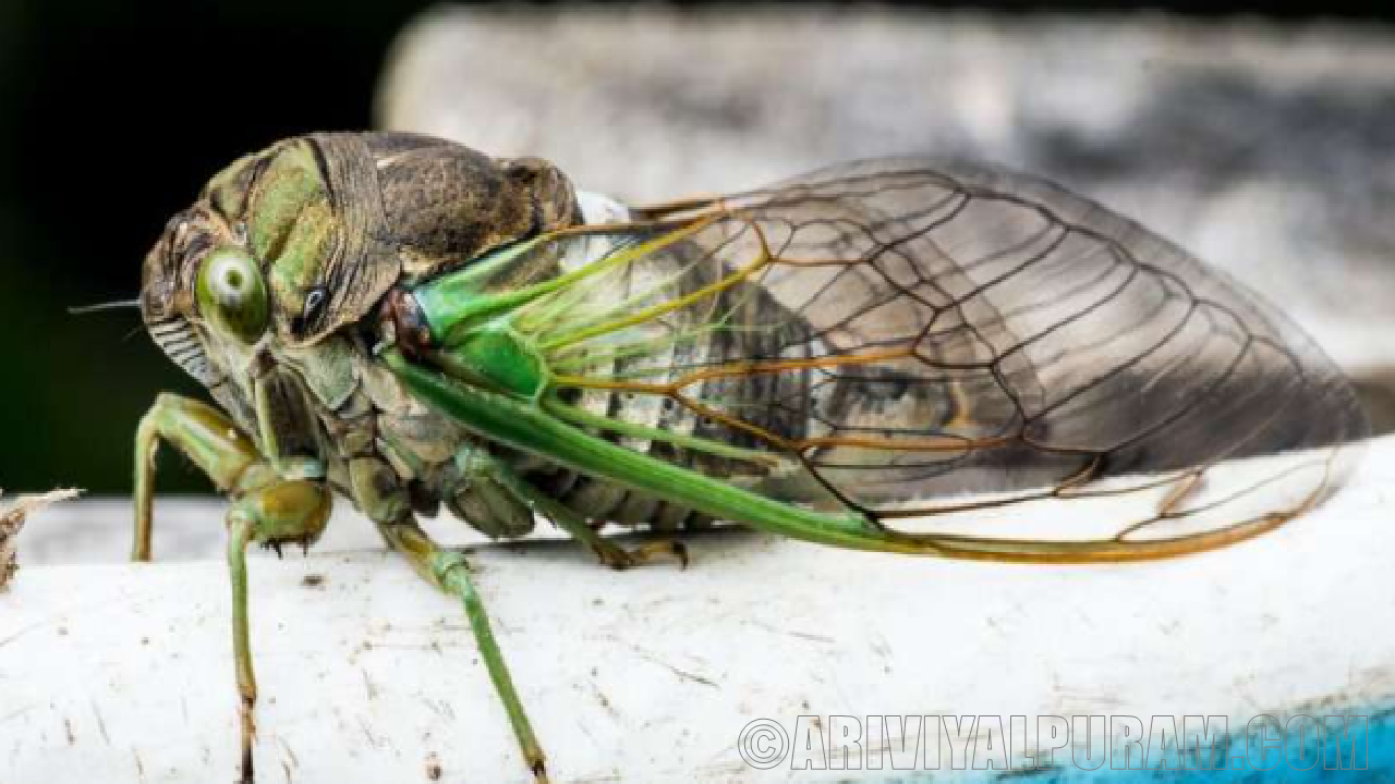 Cicada wings kill bacteria