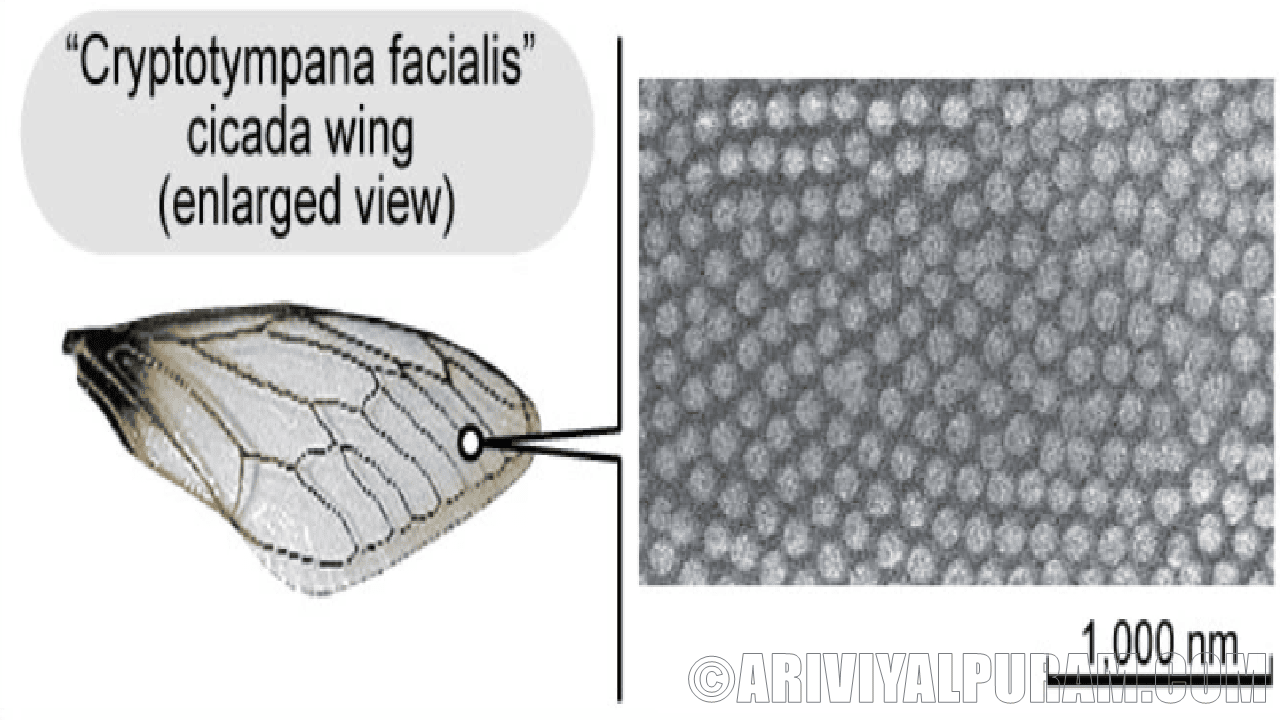 Cicada wings kill bacteria