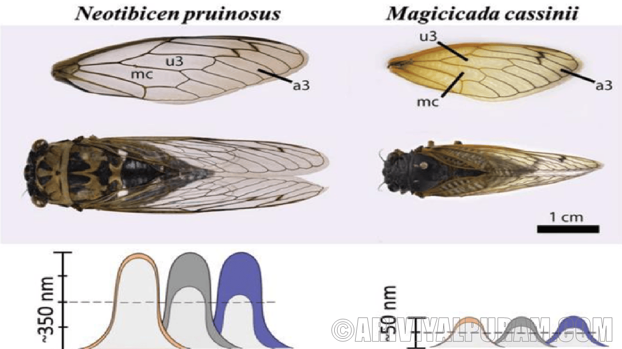 Cicada wings kill bacteria