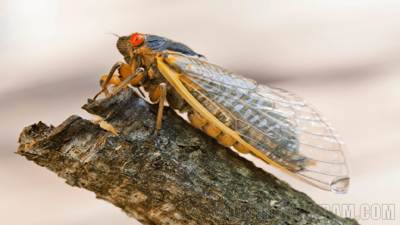 Cicada wings kill bacteria