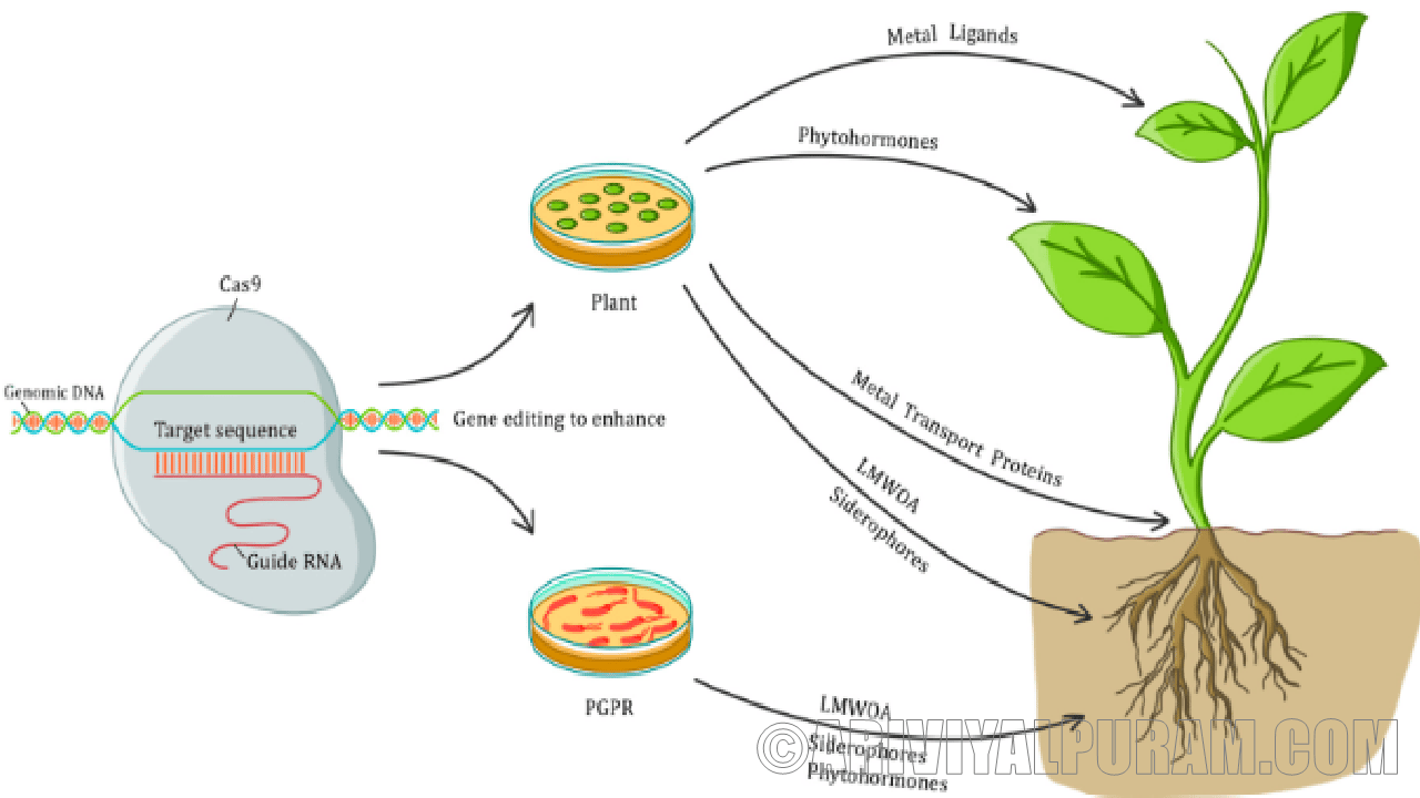 Crispr gene editing