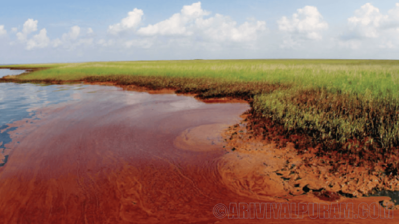 Deepwater horizon oil spill 