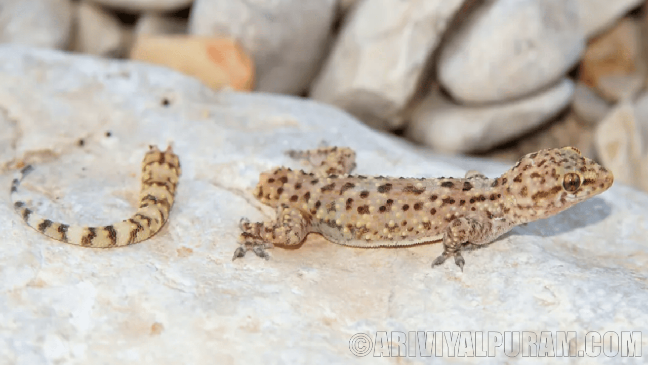 Detachable tails of lizards 