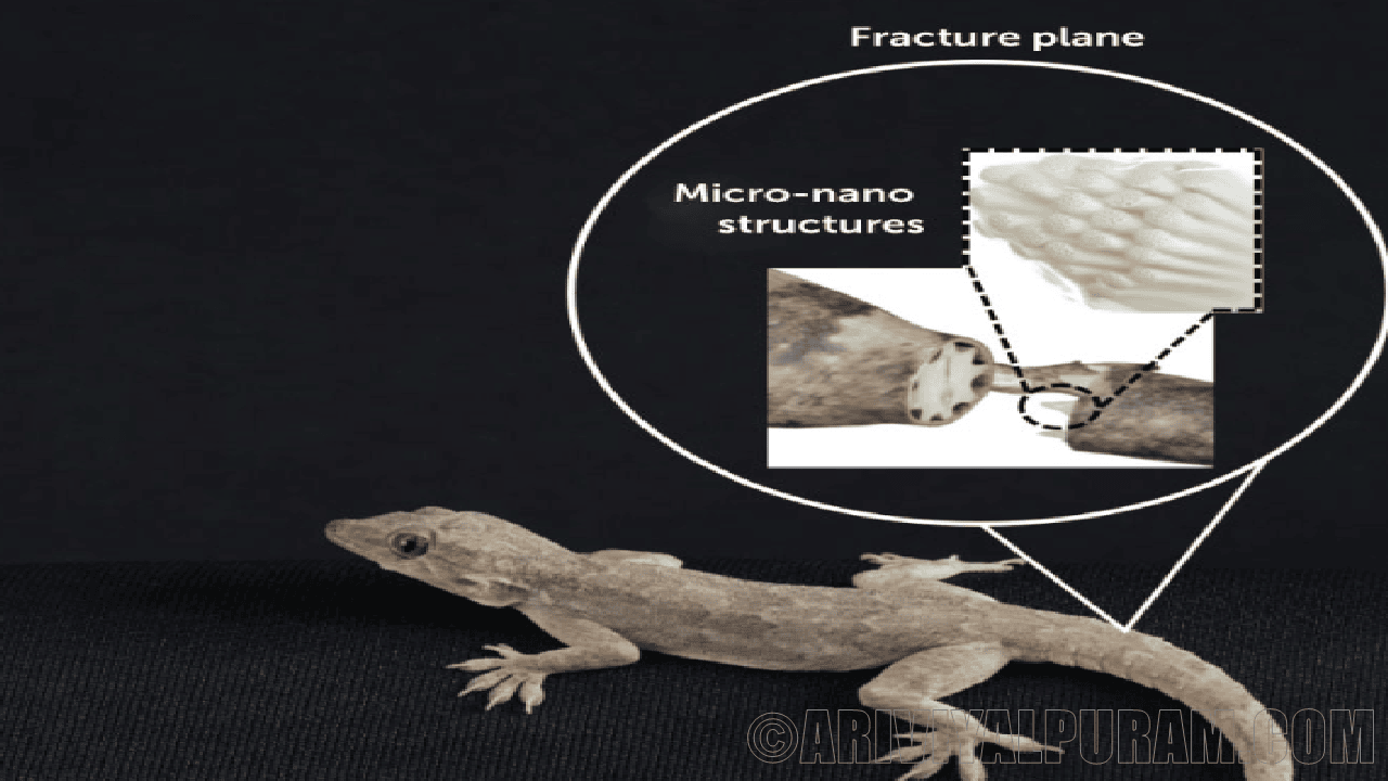 Detachable tails of lizards 