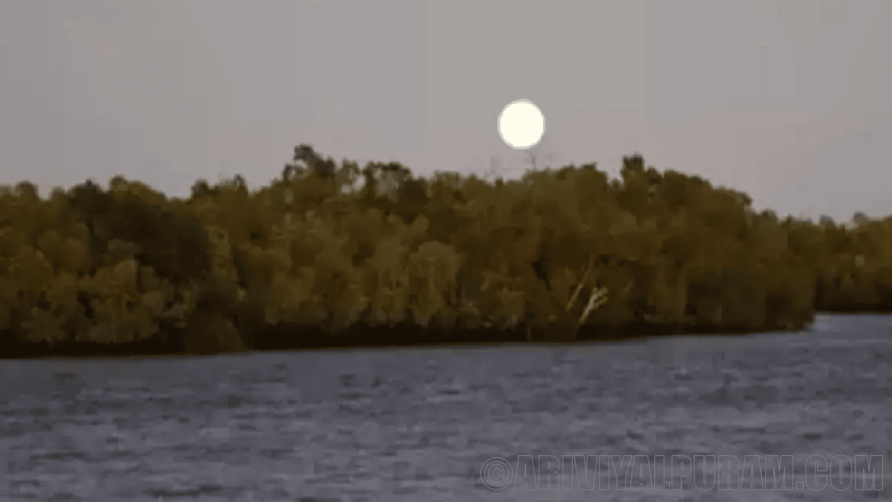 Mangrove forests with lunar cycle