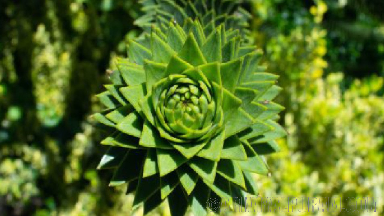 Plants fibonacci spirals