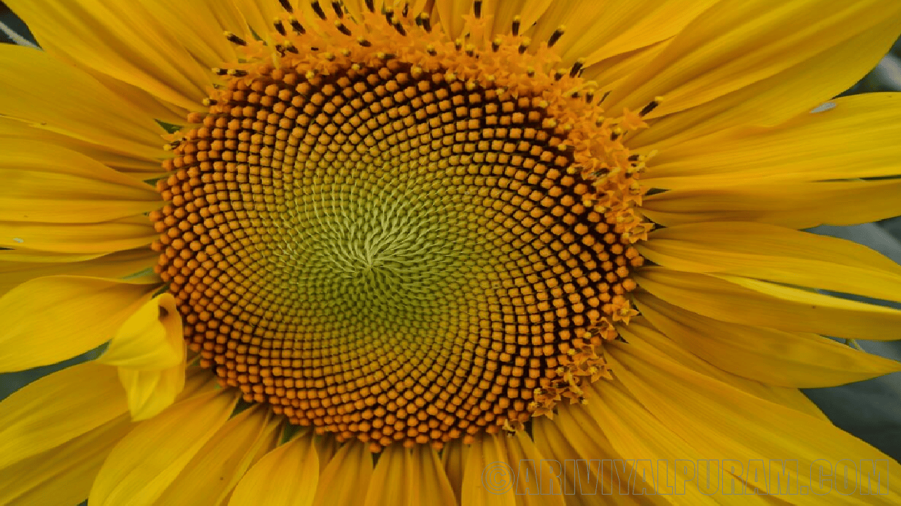 Plants fibonacci spirals