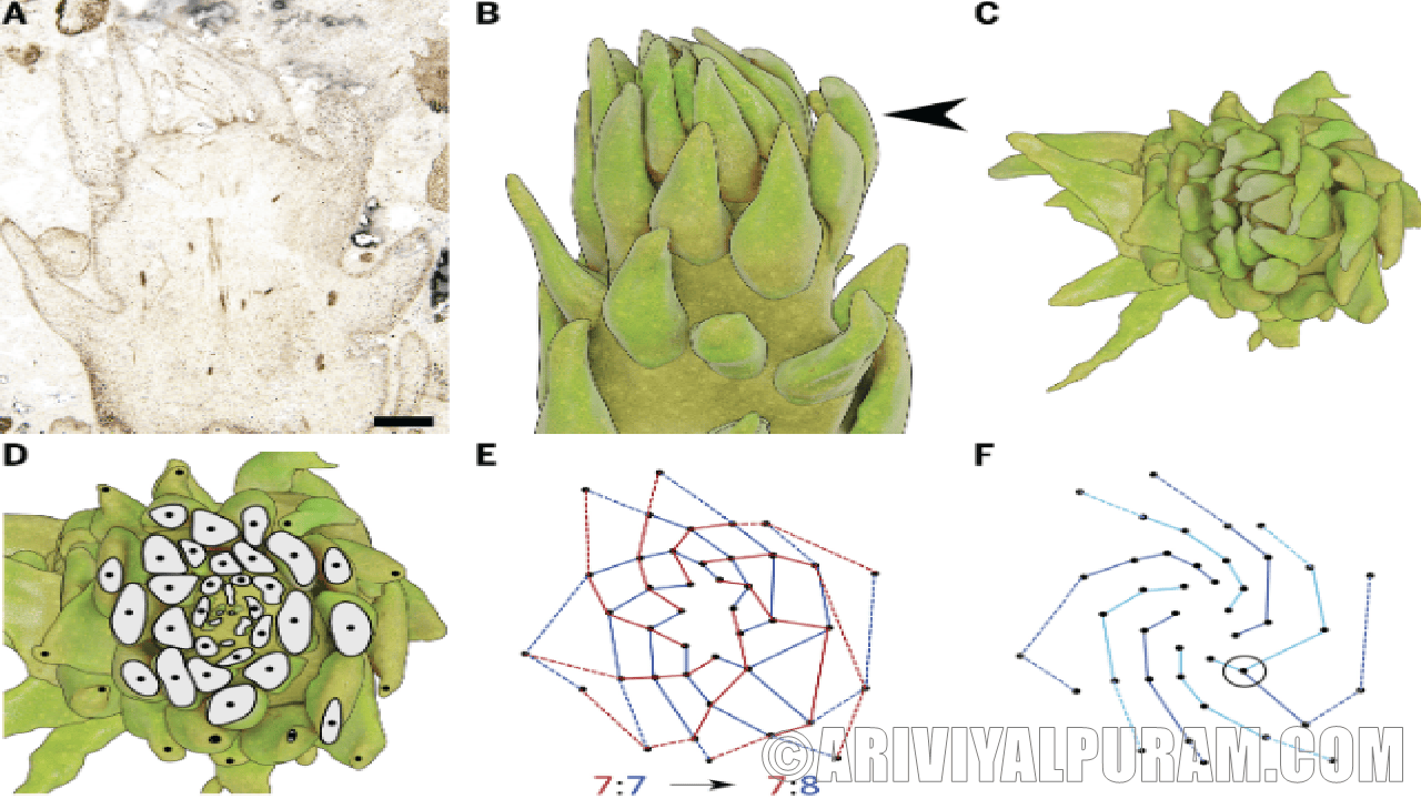 Plants fibonacci spirals