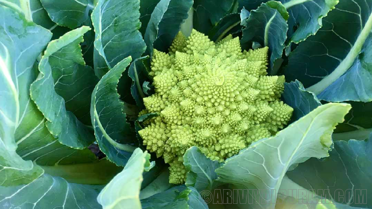 Romanesco cauliflower