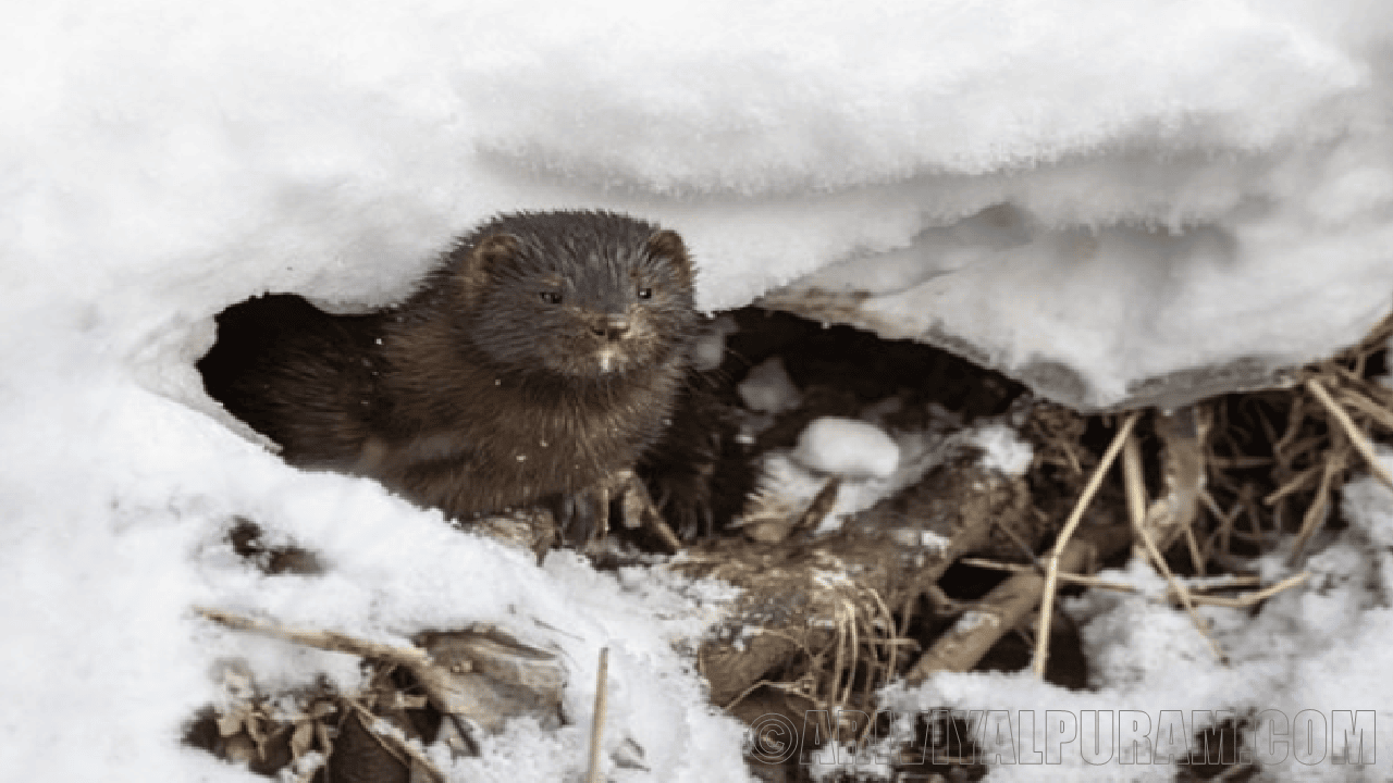 The american mink breeding process