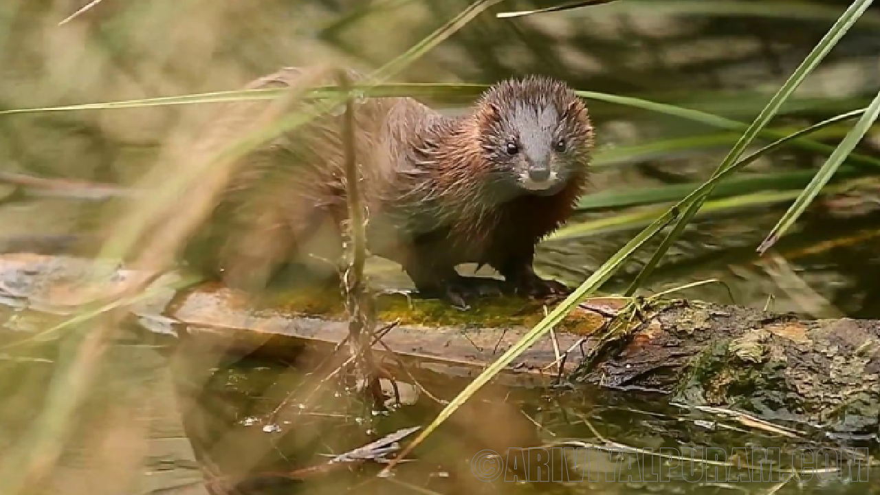 The american mink breeding process