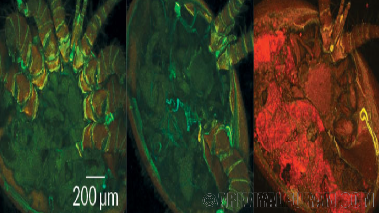 The bee parasite steals fat