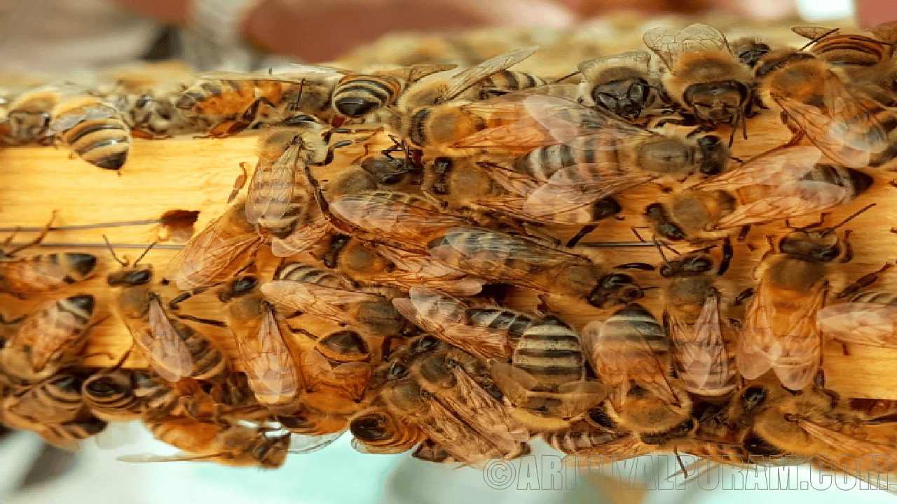 The bee parasite steals fat