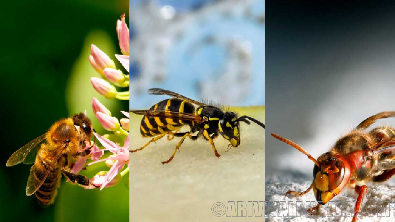 The bees and wasps