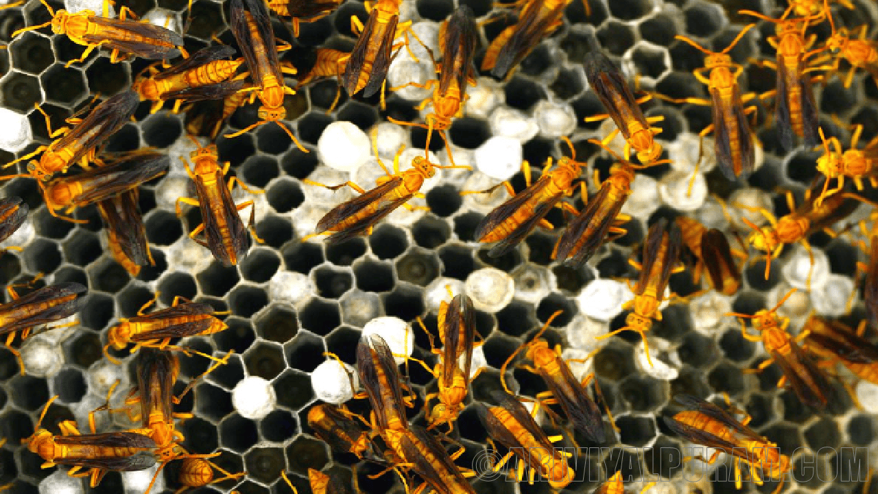 The bees and wasps