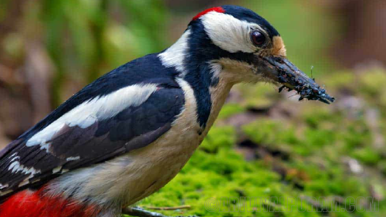 The birds eats ants