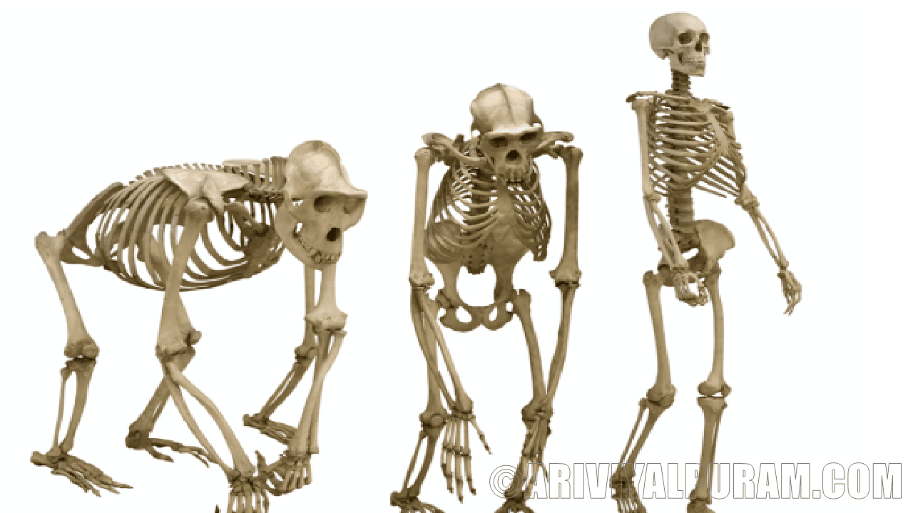 The bones for walking