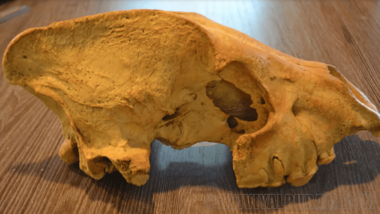 The bones found in siberia