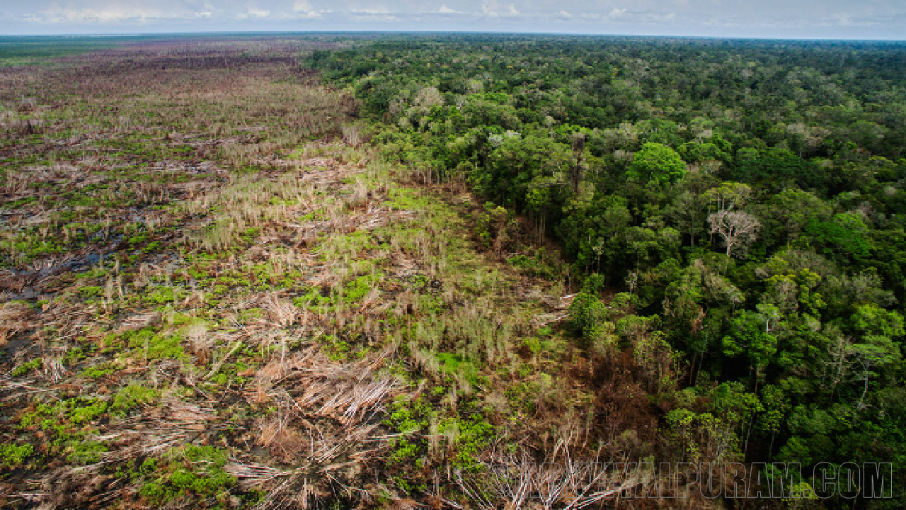 The causes of forest loss