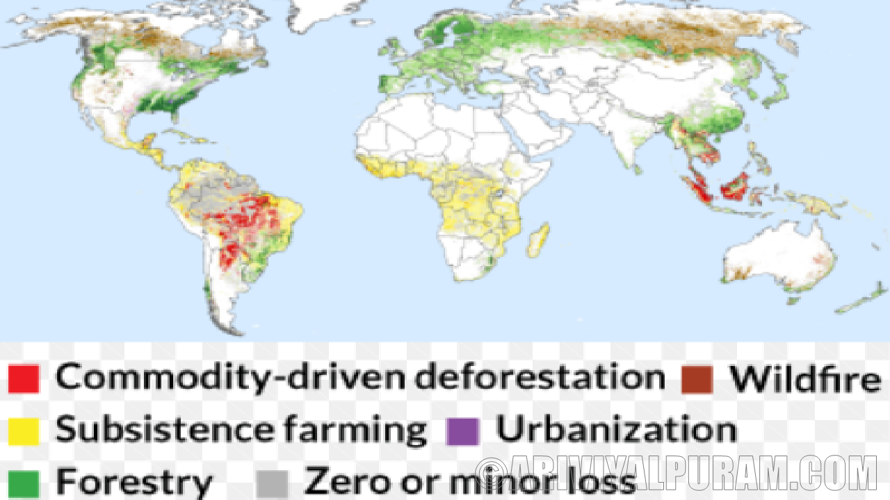 The causes of forest loss