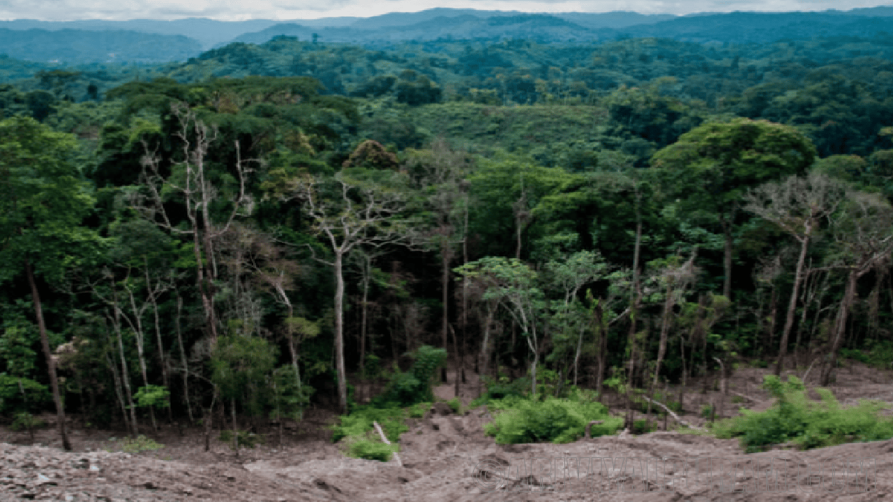 The causes of forest loss