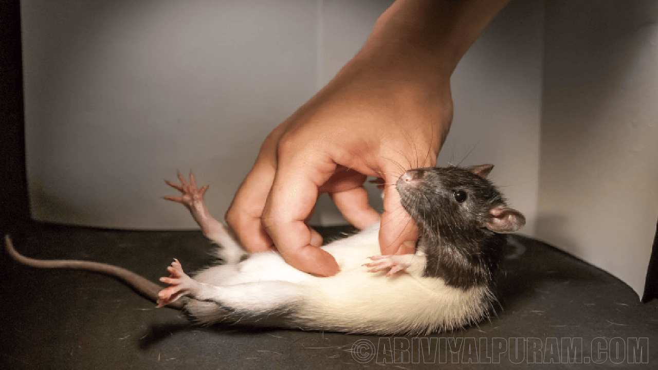 The playful behavior of rats