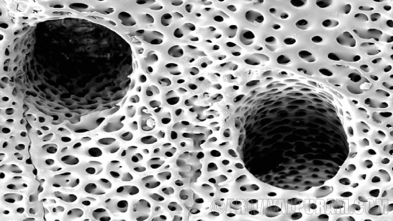 The shapes of sea urchin skeletons