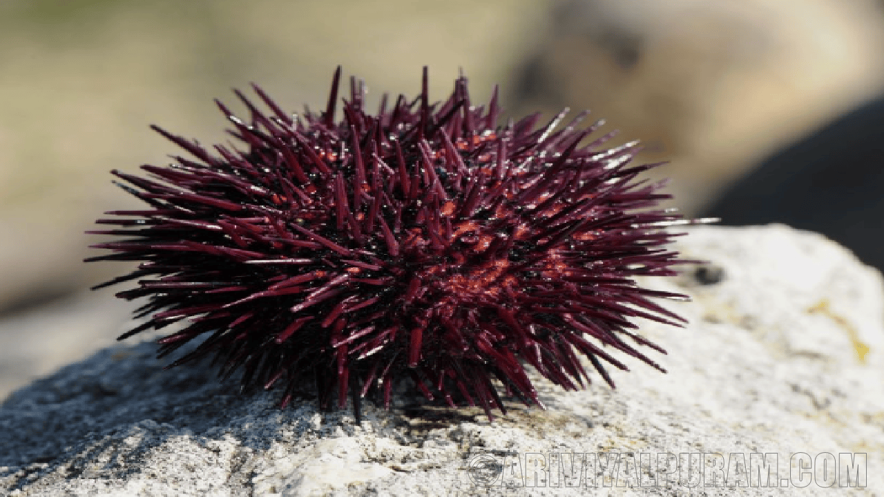 The shapes of sea urchin skeletons