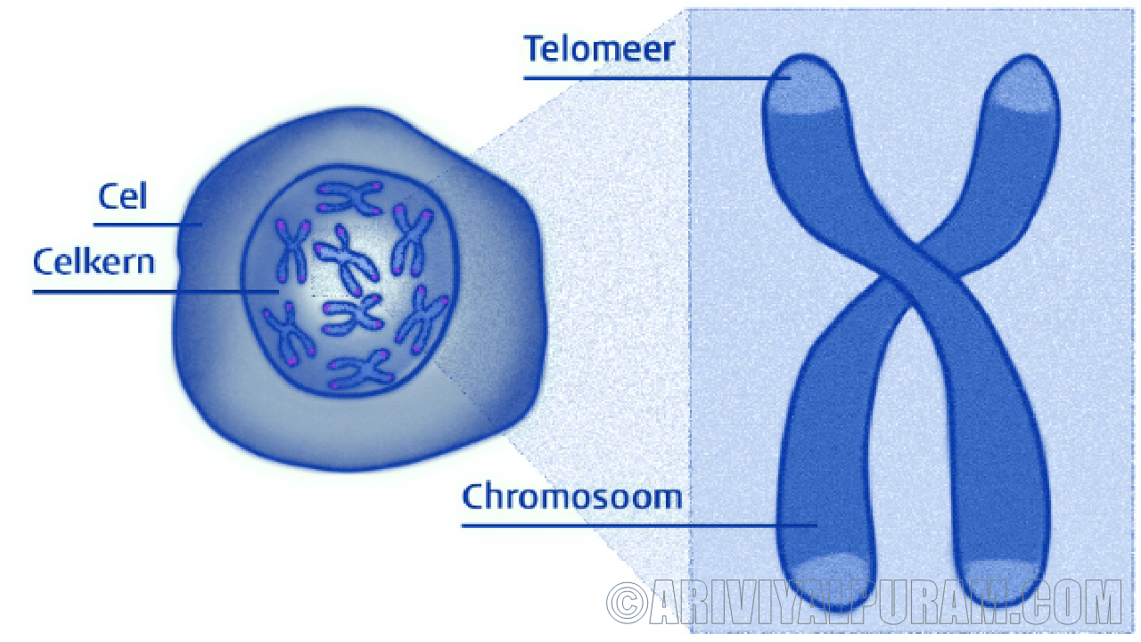 The telomere disease
