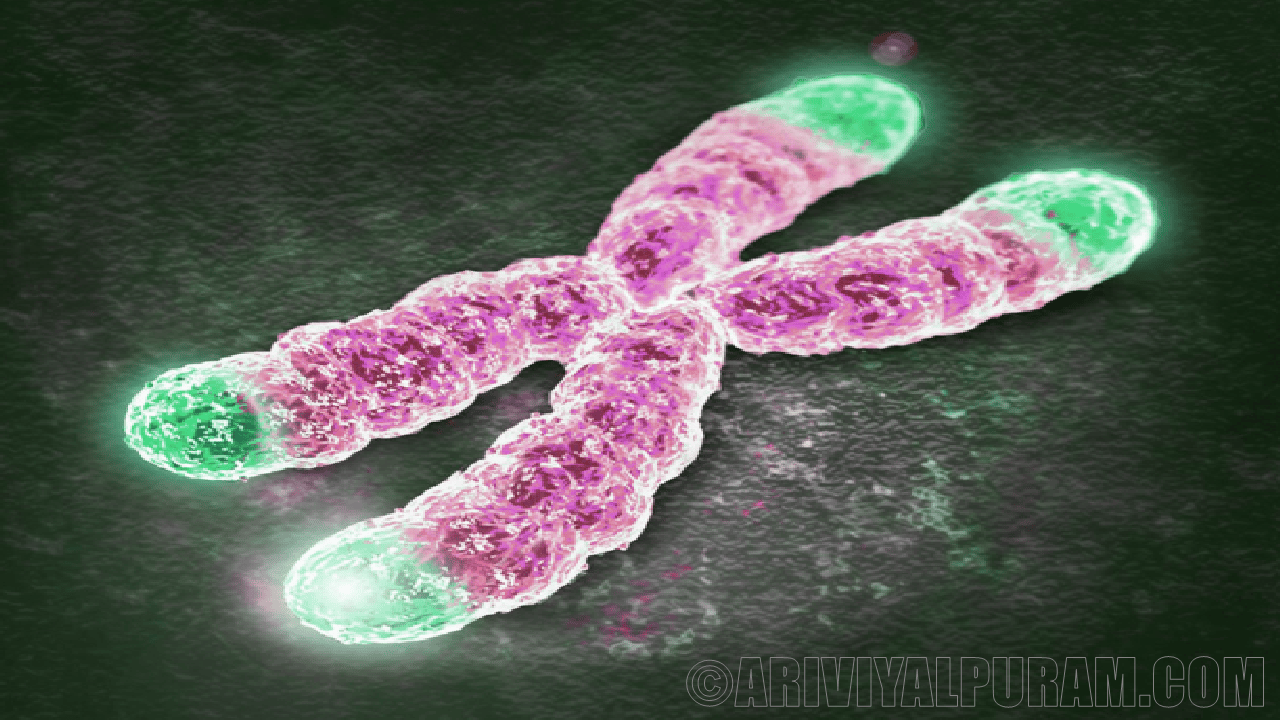 The telomere disease