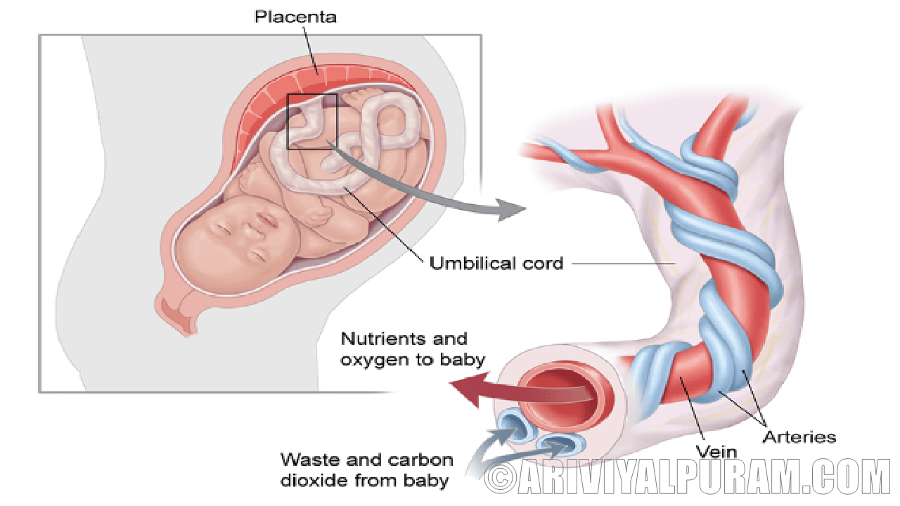 The umbilical cords helps sick newborns