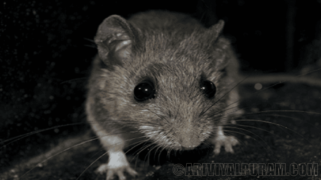 The uses of whisker in rat