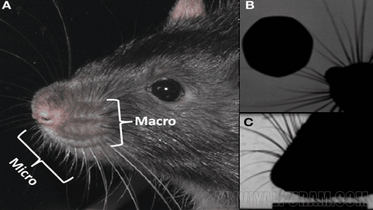 The uses of whisker in rat