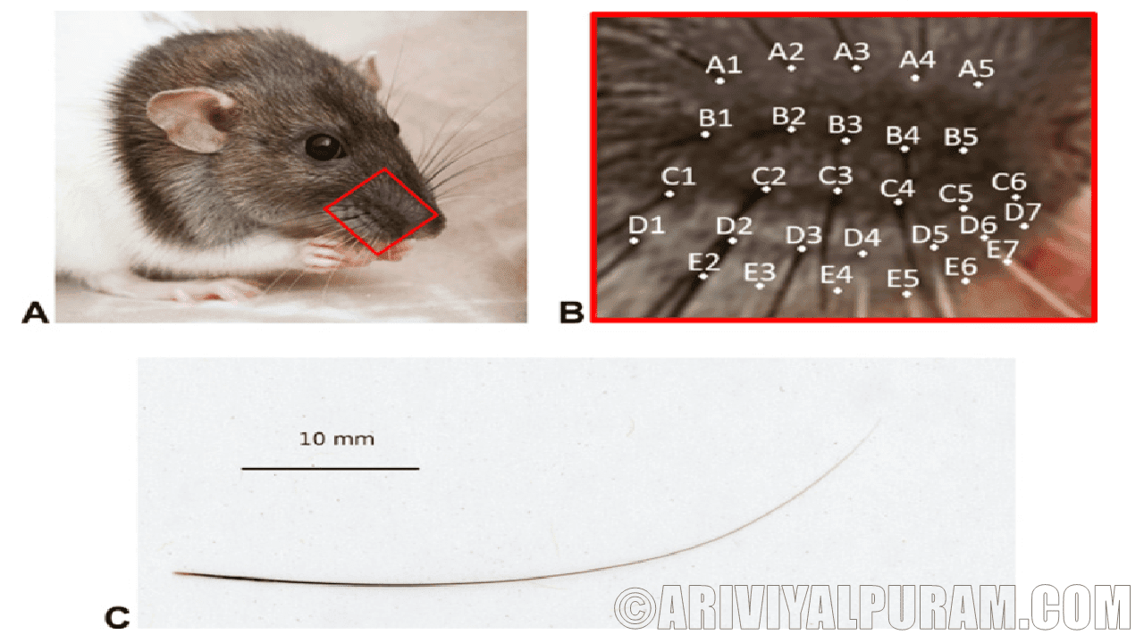 The uses of whisker in rat