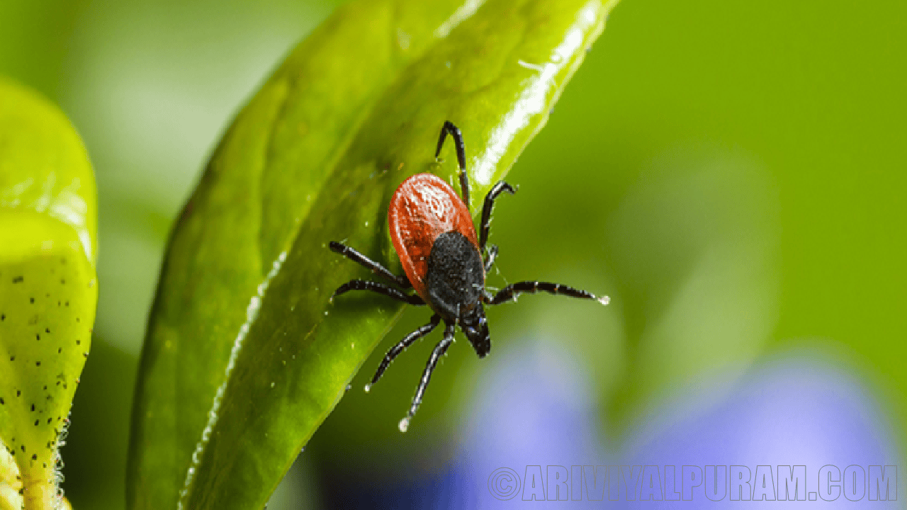 Ticks attracted to hosts
