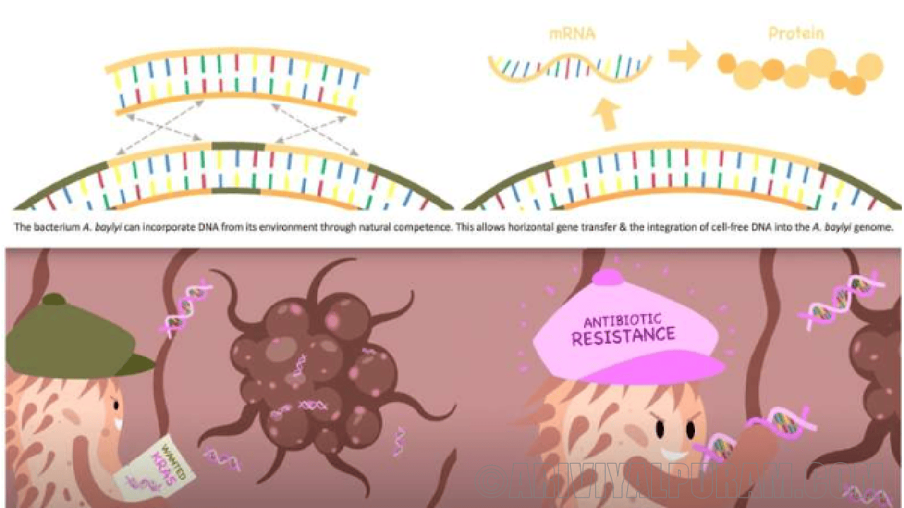 Dna tumor