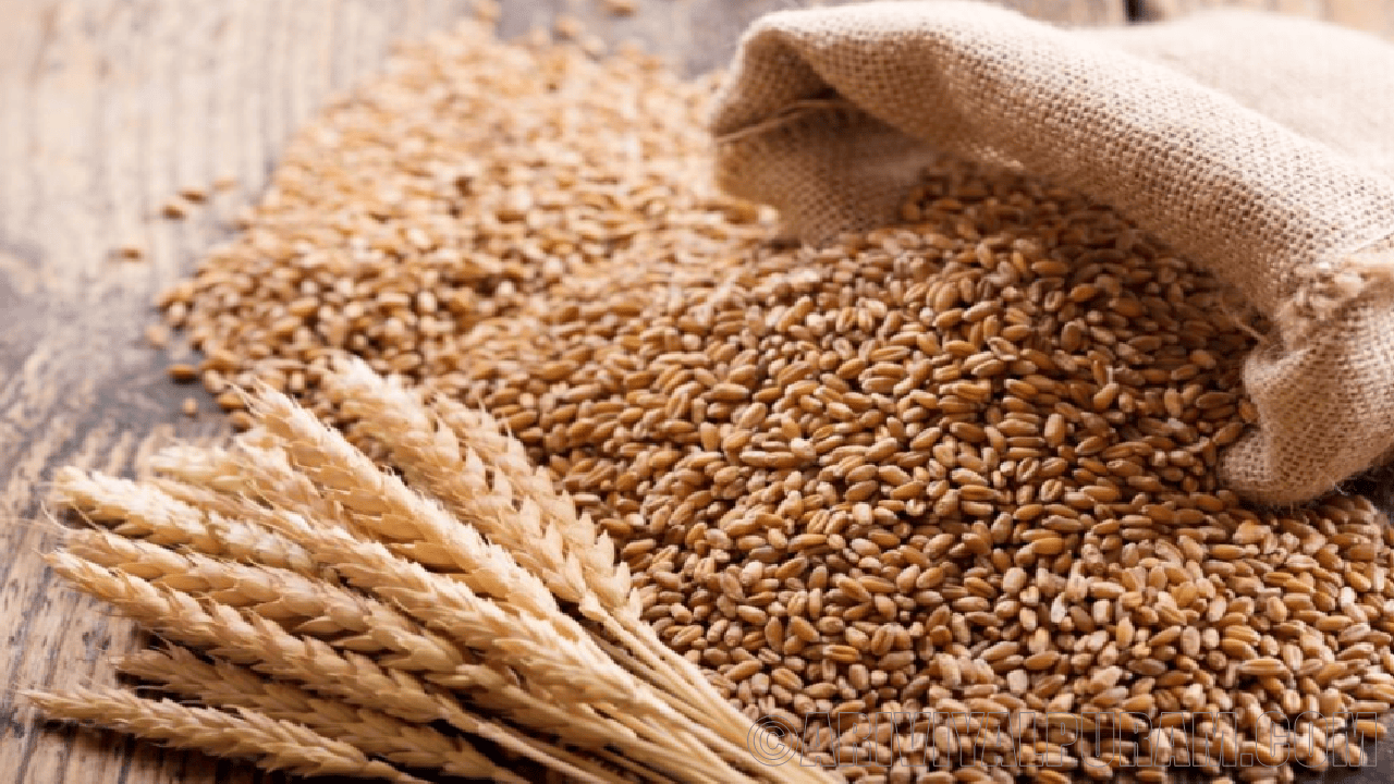 Einkorn wheat