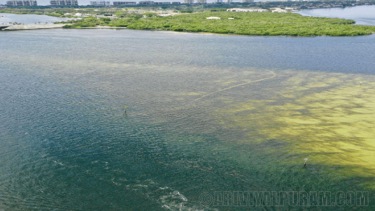 Fastest growing algae