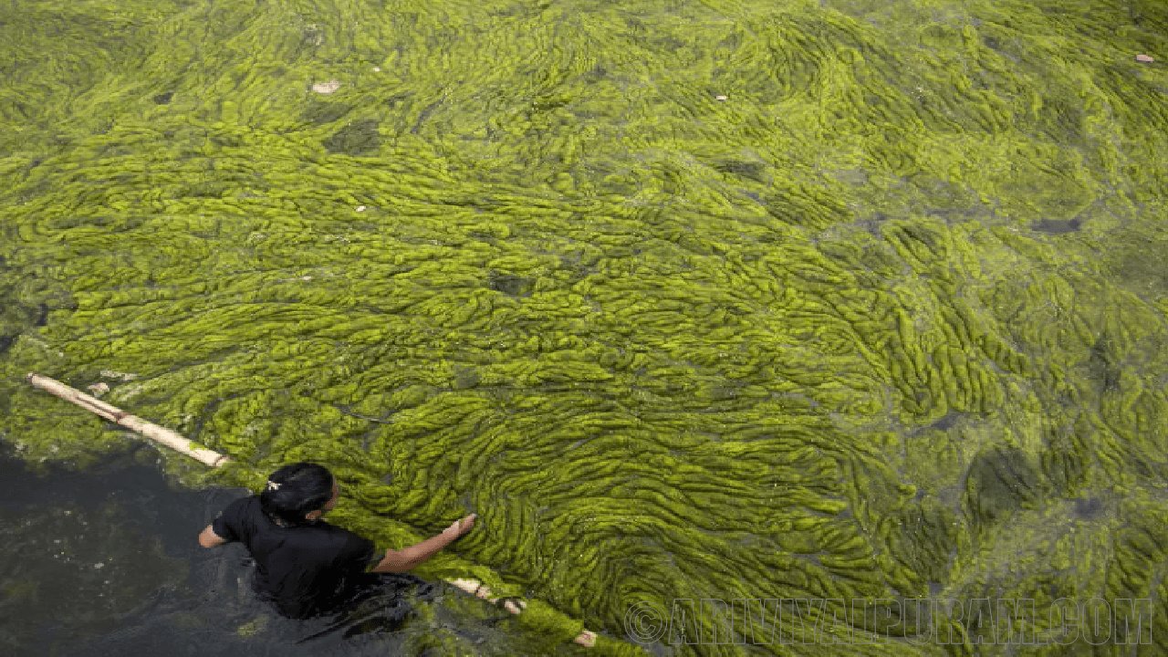 Fastest growing algae
