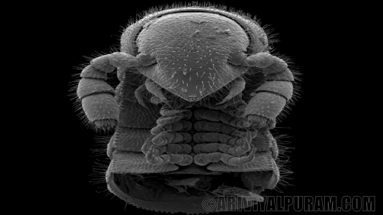 New millipede species