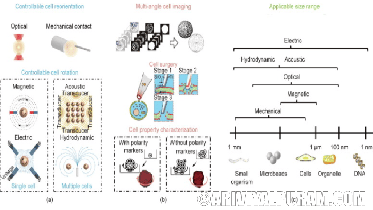 The atomic rotation on biological process