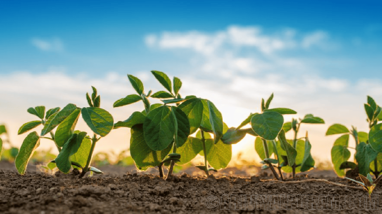 The future pandemic start with fungus