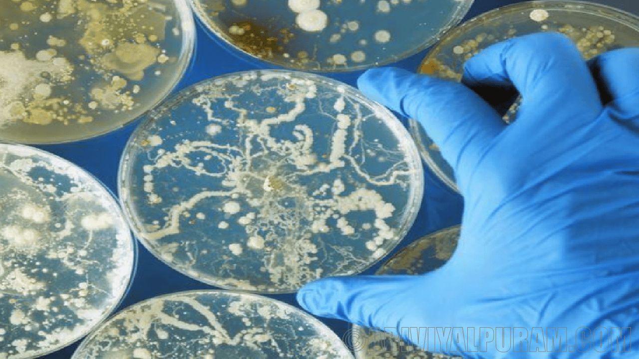 The future pandemic start with fungus