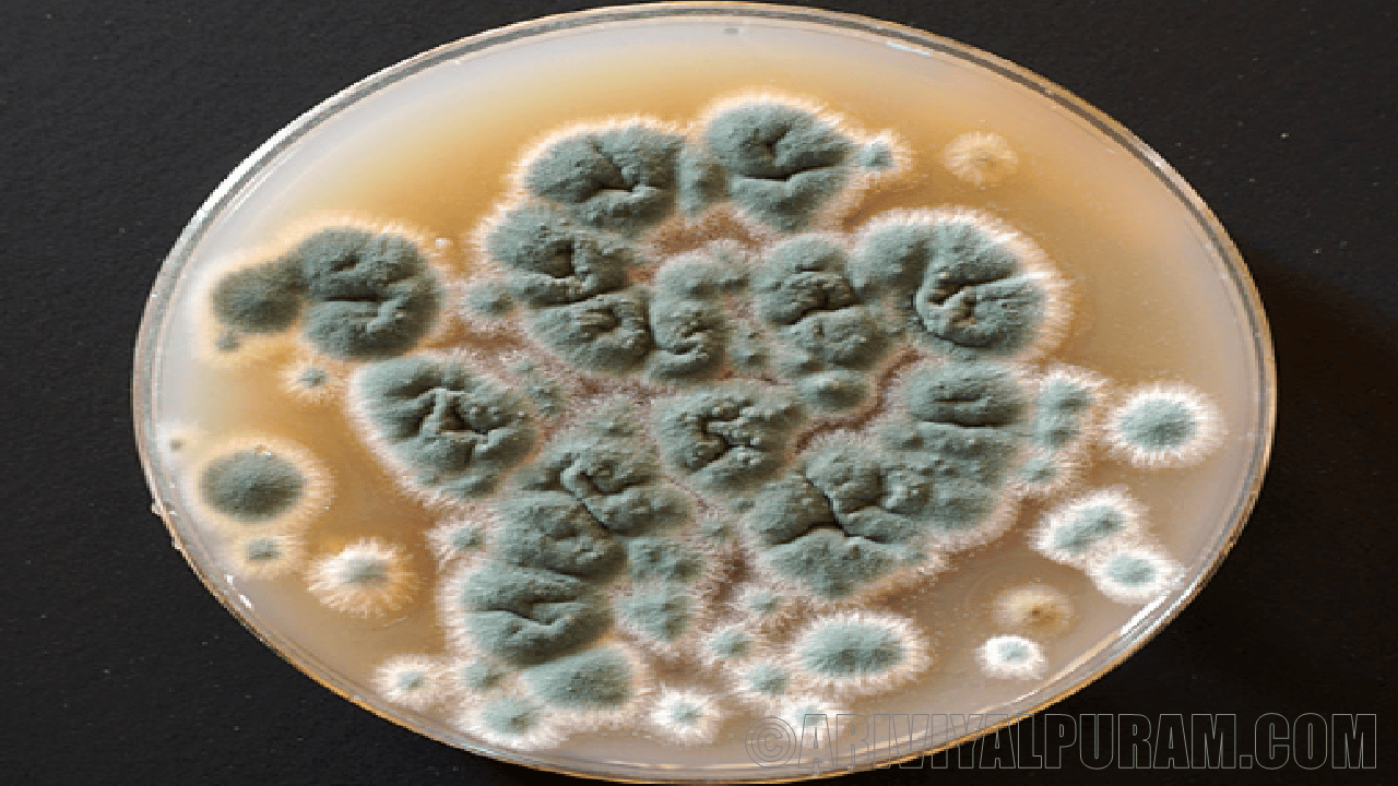 The future pandemic start with fungus