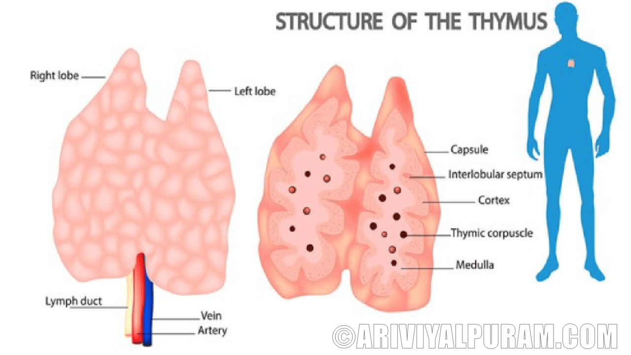 Thymus important for adults