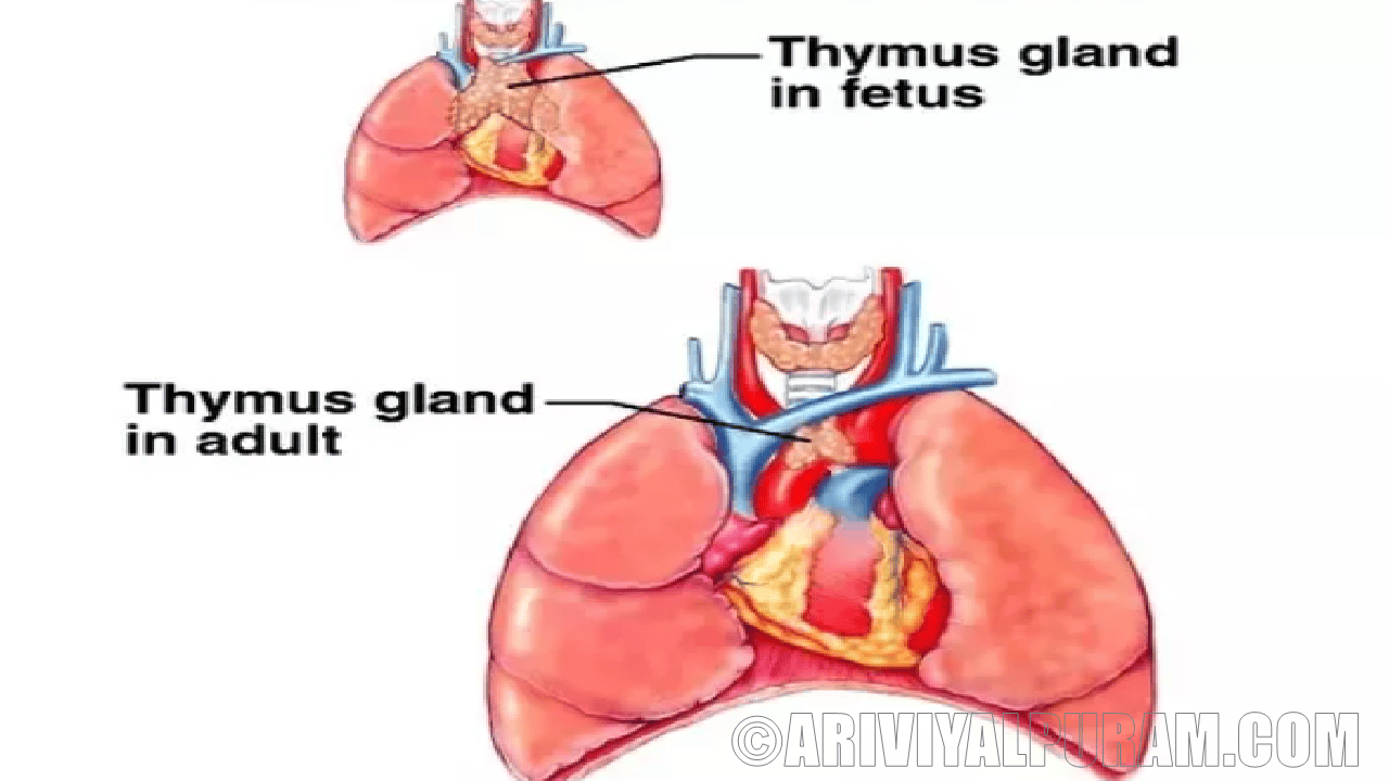 Thymus important for adults